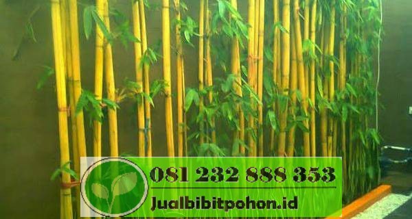 Detail Jual Pohon Bambu Jepang Nomer 19