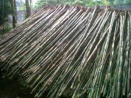 Detail Jual Pohon Bambu Jepang Nomer 28