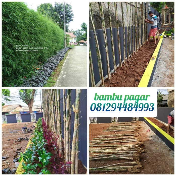 Detail Jual Pohon Bambu Jepang Nomer 42