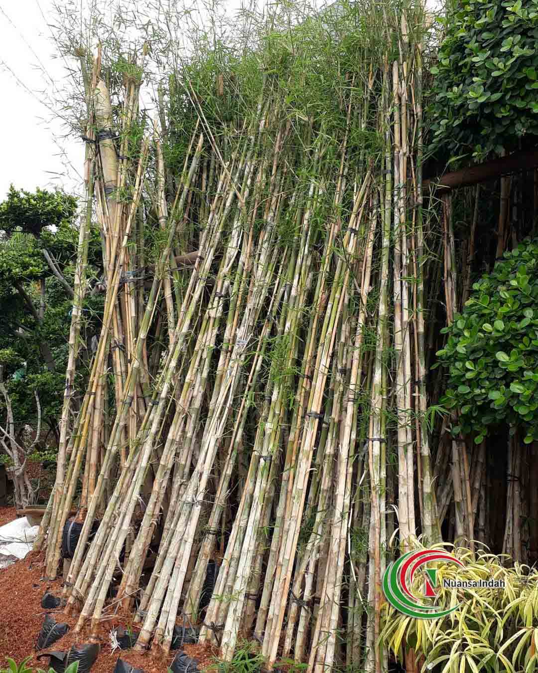 Detail Jual Pohon Bambu Jepang Nomer 6