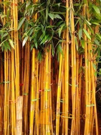Detail Jual Pohon Bambu Jepang Nomer 9
