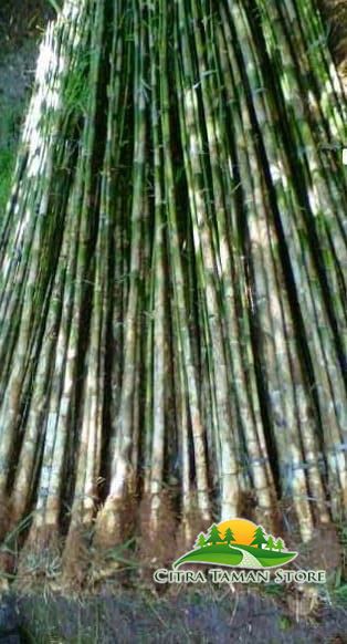 Detail Jual Pohon Bambu Jepang Nomer 10