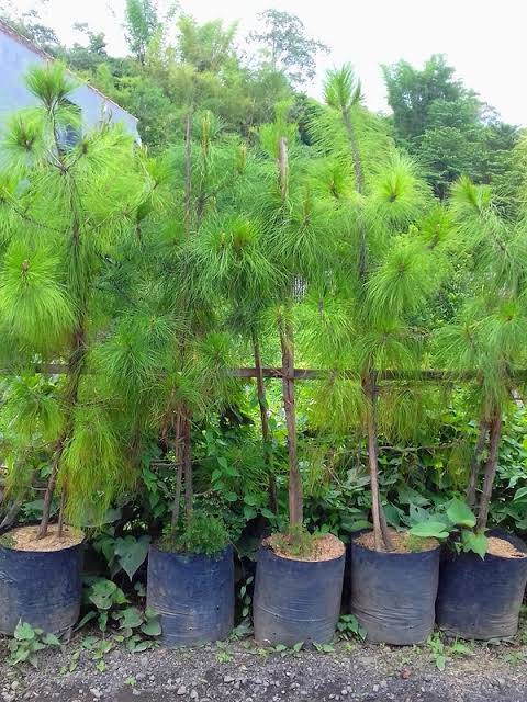 Jual Pohon Pinus Besar - KibrisPDR