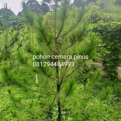 Detail Jual Pohon Pinus Besar Nomer 2