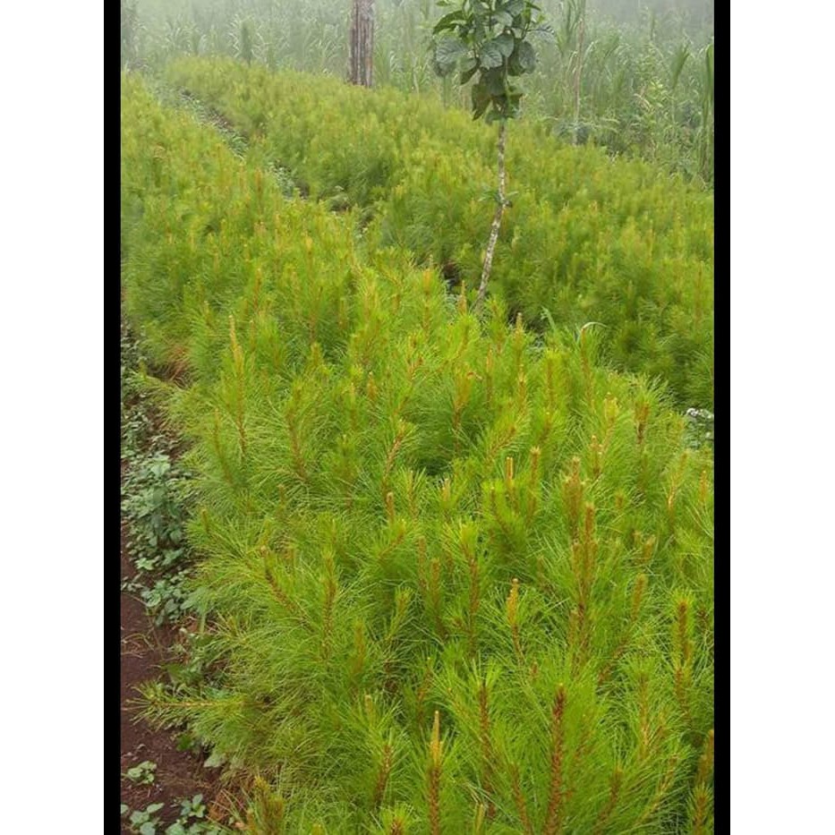 Detail Jual Pohon Pinus Besar Nomer 14