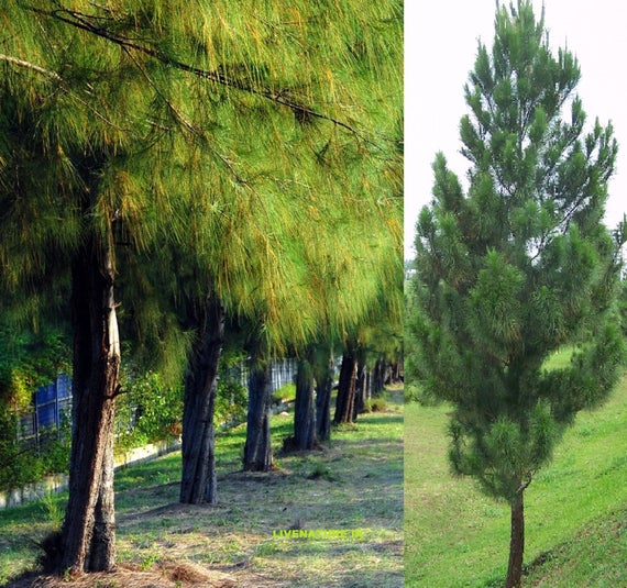 Detail Jual Pohon Pinus Besar Nomer 21