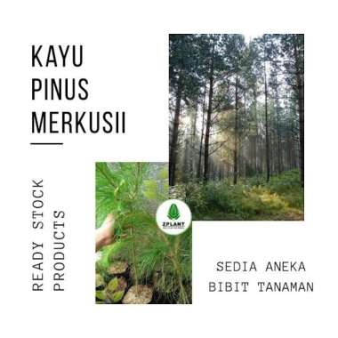 Detail Jual Pohon Pinus Besar Nomer 27