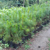 Detail Jual Pohon Pinus Besar Nomer 5