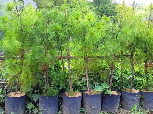 Detail Jual Pohon Pinus Besar Nomer 41