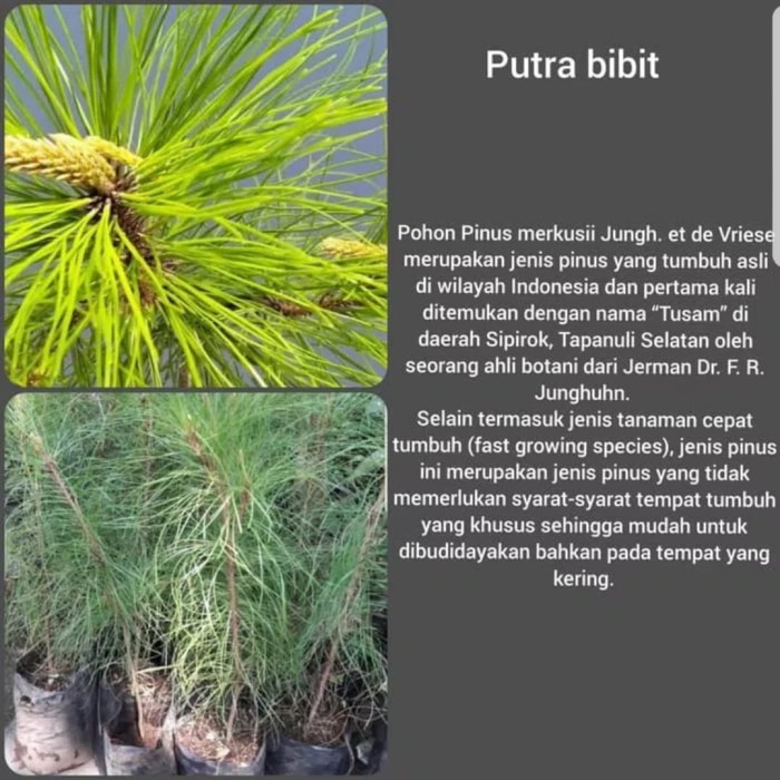 Detail Jual Pohon Pinus Besar Nomer 42