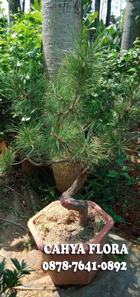 Detail Jual Pohon Pinus Besar Nomer 46