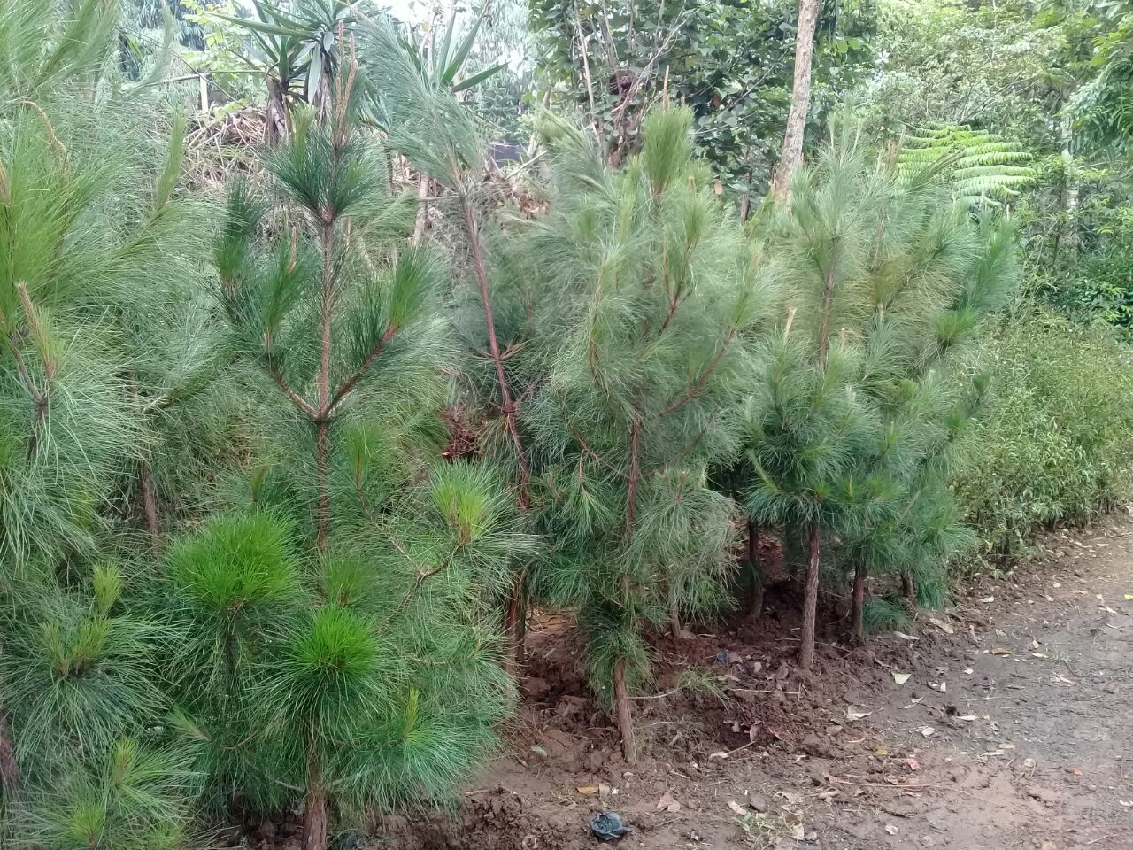 Detail Jual Pohon Pinus Besar Nomer 7