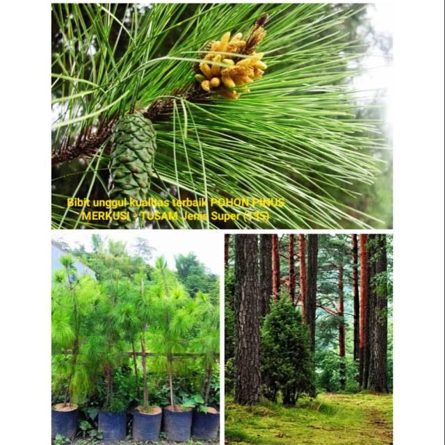 Detail Jual Pohon Pinus Besar Nomer 9