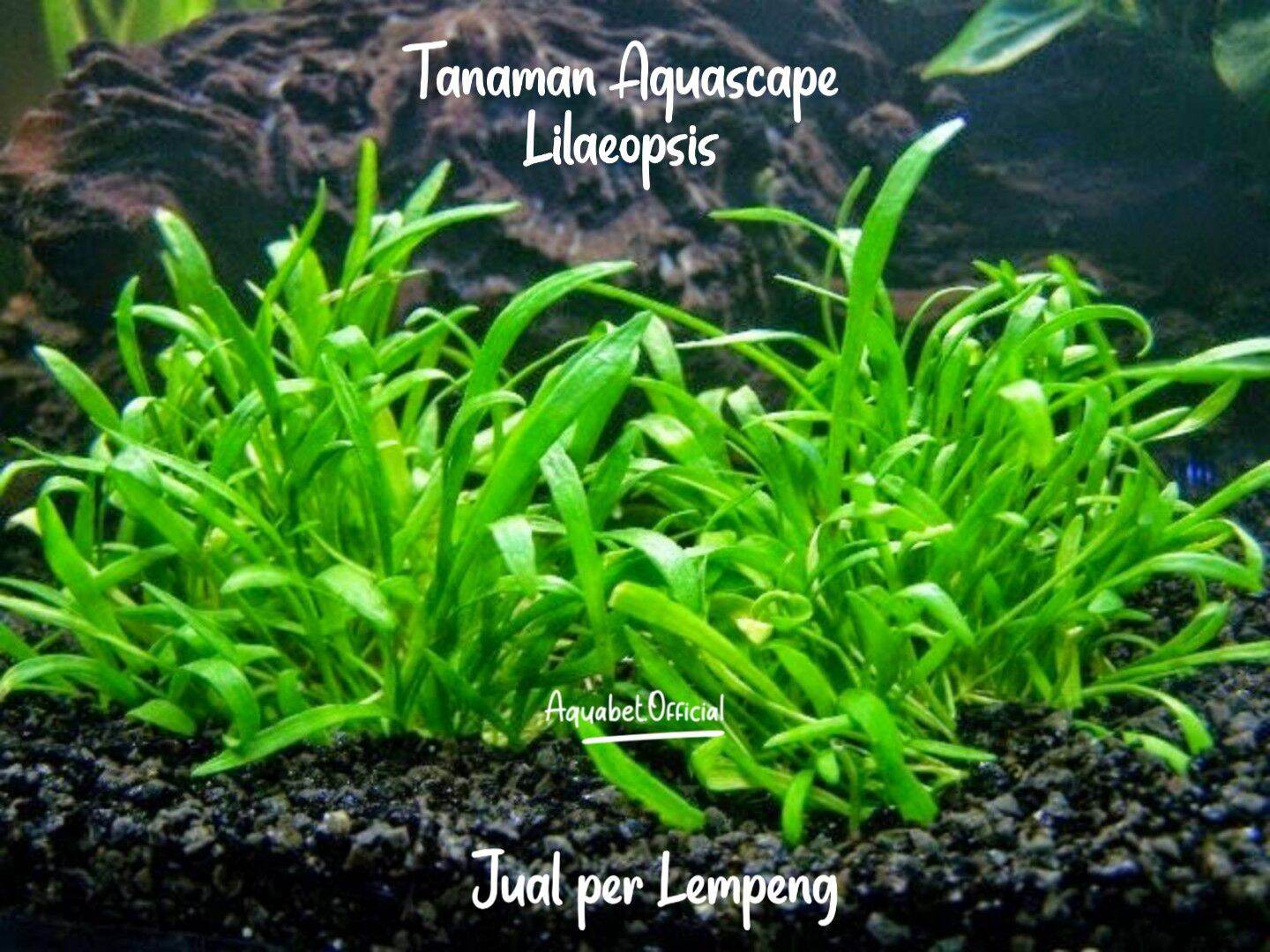 Detail Jual Tanaman Aquascape Online Nomer 18