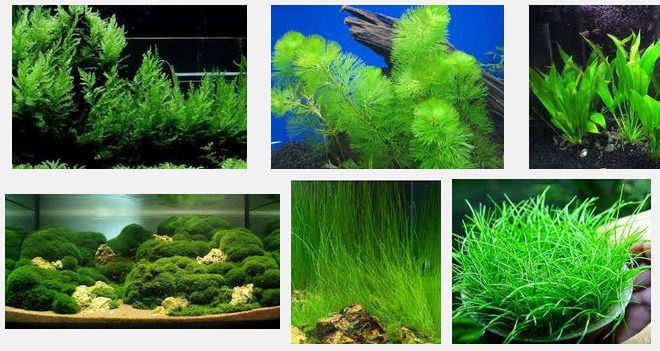 Detail Jual Tanaman Aquascape Online Nomer 24