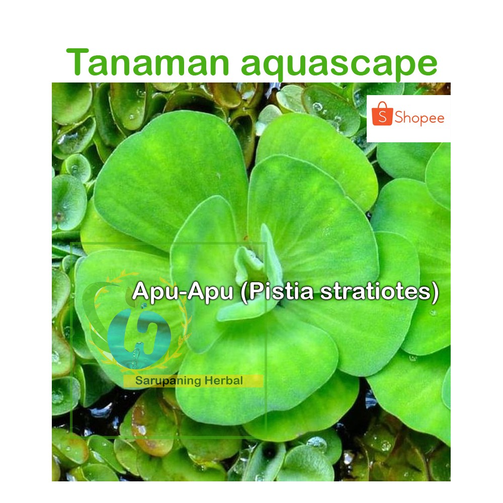 Detail Jual Tanaman Aquascape Online Nomer 40