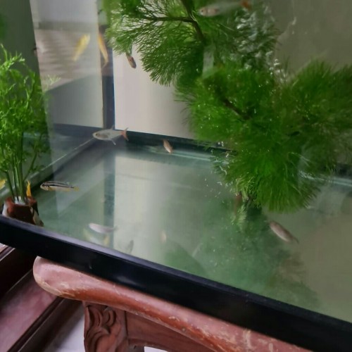 Detail Jual Tanaman Aquascape Online Nomer 6