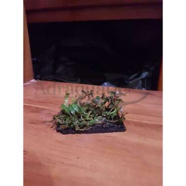 Detail Jual Tanaman Aquascape Online Nomer 52