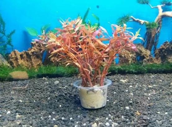 Detail Jual Tanaman Aquascape Online Nomer 7