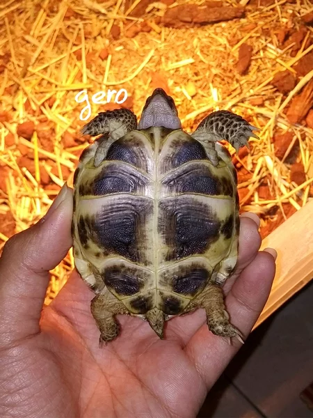 Jual Tortoise Murah - KibrisPDR