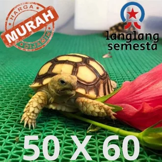 Detail Jual Tortoise Murah Nomer 14