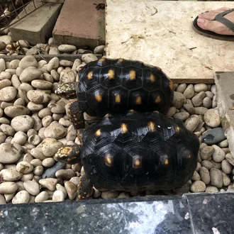 Detail Jual Tortoise Murah Nomer 17