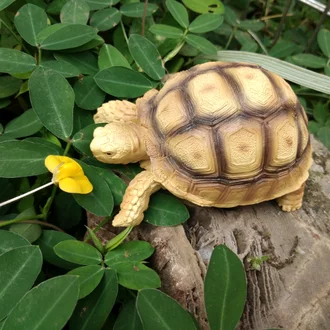 Detail Jual Tortoise Murah Nomer 23