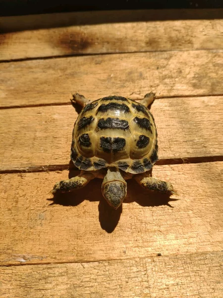 Detail Jual Tortoise Murah Nomer 26
