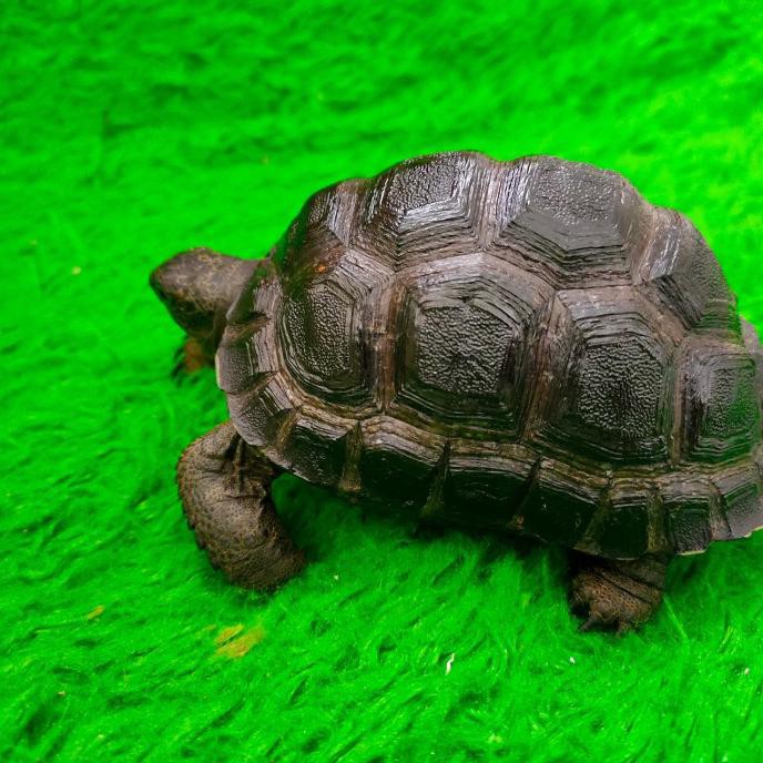 Detail Jual Tortoise Murah Nomer 46