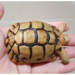 Detail Jual Tortoise Murah Nomer 6