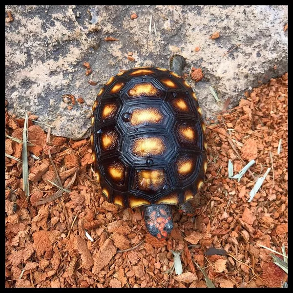 Detail Jual Tortoise Murah Nomer 50