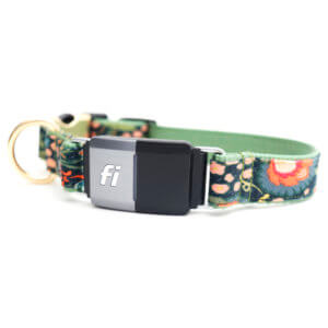 Detail Jungle Book Dog Collar Nomer 29