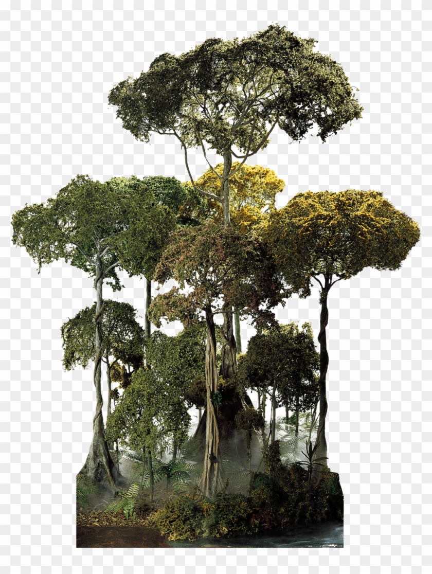 Detail Jungle Trees Png Nomer 21