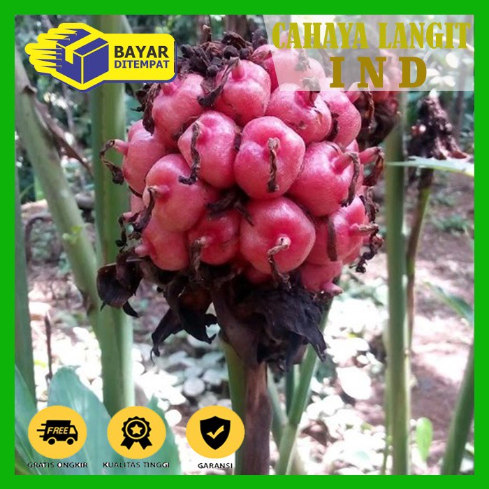 Detail Jus Apa Yang Turun Dari Langit Nomer 17