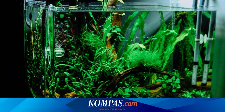 Detail Kaca Yang Bagus Untuk Aquarium Nomer 16