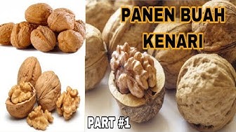 Detail Kacang Kenari In English Nomer 47