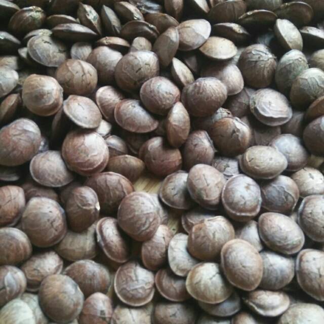 Detail Kacang Sacha Inchi Nomer 2