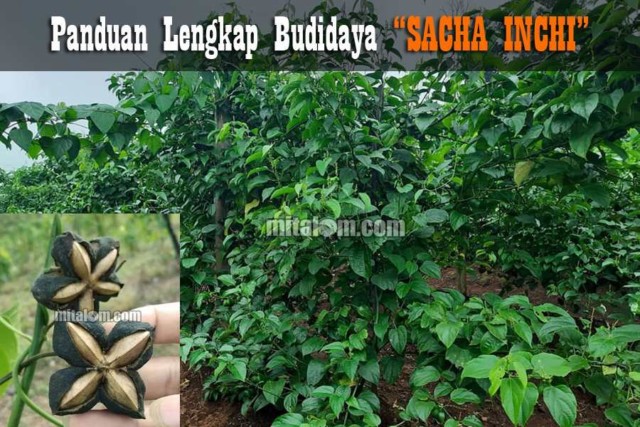 Detail Kacang Sacha Inchi Nomer 7