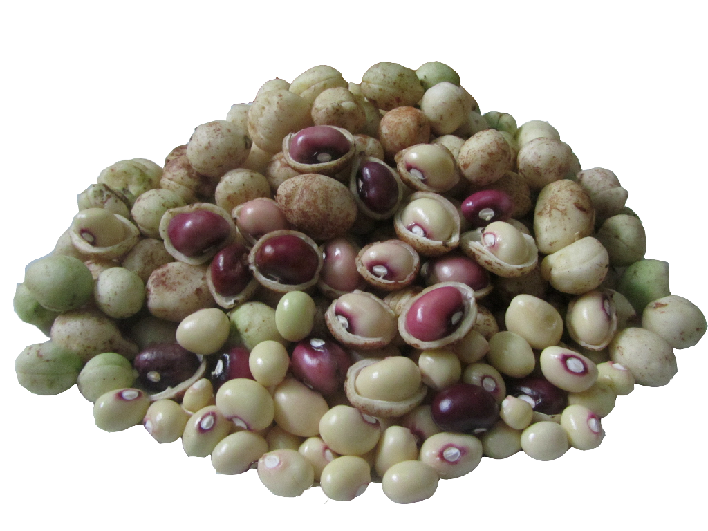 Detail Kacang Tanah Serta Manfaatnyagambarkeunggulannya Nomer 14