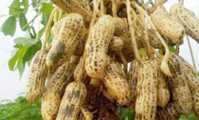 Detail Kacang Tanah Serta Manfaatnyagambarkeunggulannya Nomer 18