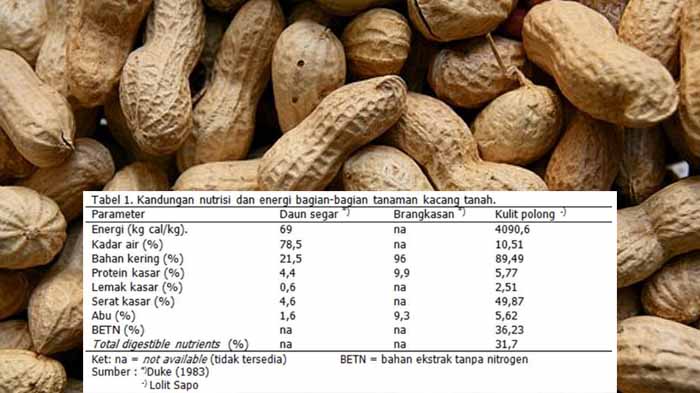 Detail Kacang Tanah Serta Manfaatnyagambarkeunggulannya Nomer 34