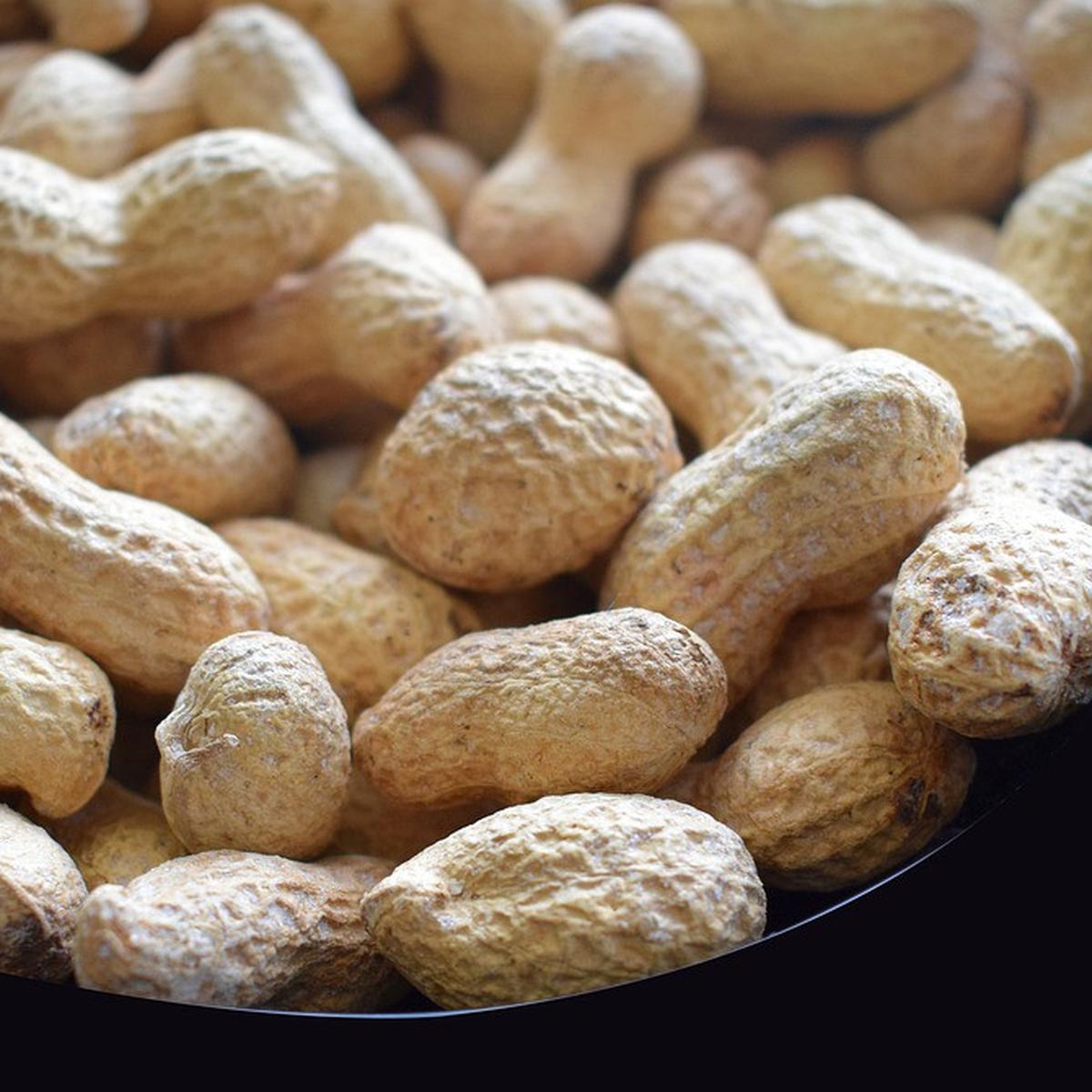 Detail Kacang Tanah Serta Manfaatnyagambarkeunggulannya Nomer 4