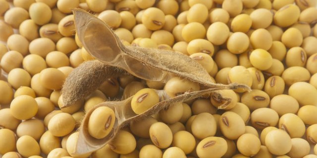 Detail Kacang Tanah Serta Manfaatnyagambarkeunggulannya Nomer 40