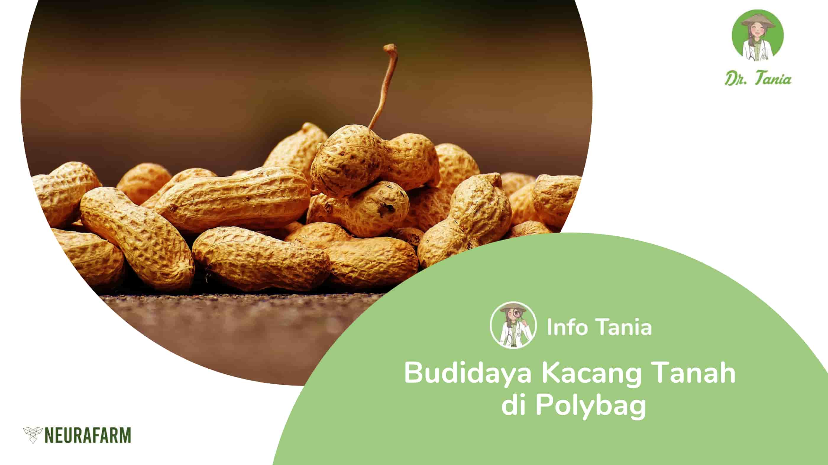 Detail Kacang Tanah Serta Manfaatnyagambarkeunggulannya Nomer 46