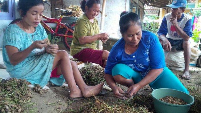 Detail Kacang Tanah Serta Manfaatnyagambarkeunggulannya Nomer 53