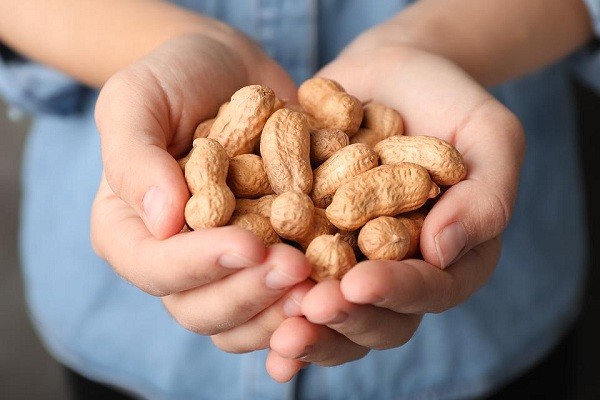 Detail Kacang Tanah Serta Manfaatnyagambarkeunggulannya Nomer 55