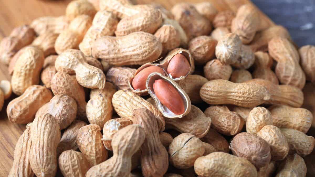 Detail Kacang Tanah Serta Manfaatnyagambarkeunggulannya Nomer 7