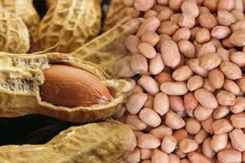 Detail Kacang Tanah Serta Manfaatnyagambarkeunggulannya Nomer 9
