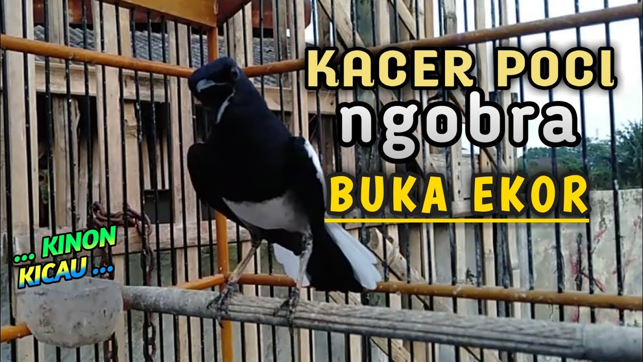 Detail Kacer Poci Ngobra Nomer 26