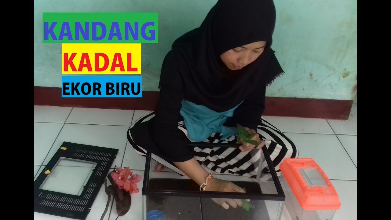 Detail Kadal Ekor Biru Nomer 36